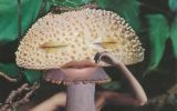 Výstava Mushrooms: The Art, Design and Future of Fungi