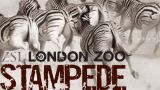 charitativny-beh-london-zoo-stampede