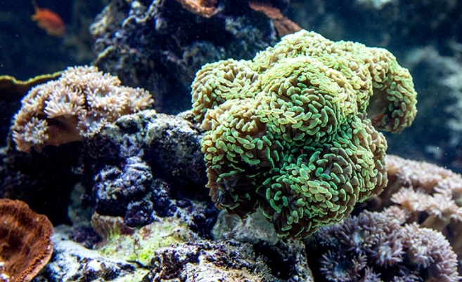 Výstava koralových útesov