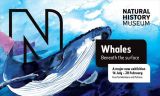 vystava-velryb-v-londyne-3 7ea8e