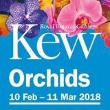 festival-orchidei-v-londyne-2018-3 cdbd2