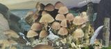 vystava-mushrooms-v-londyne-3 ac9b9