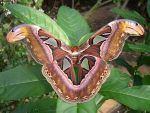 Motýlia farma Stratford-upon-Avon