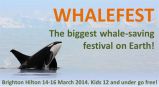 Festival veľrýb WhaleFest v Brightone