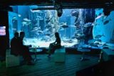 Nočné otvorenie akvária Sea Life London