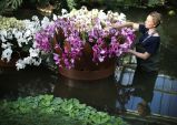 Výstava orchideí v záhradách Kew Gardens