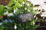 Zimné otvorenie botanickej záhrady Chelsea physic garden